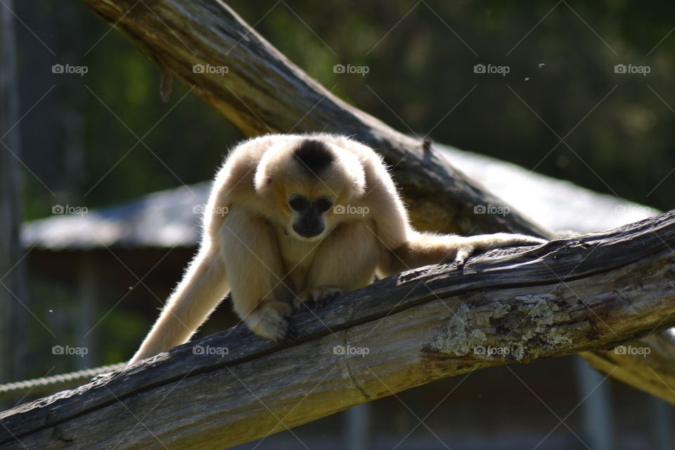 Gibbon