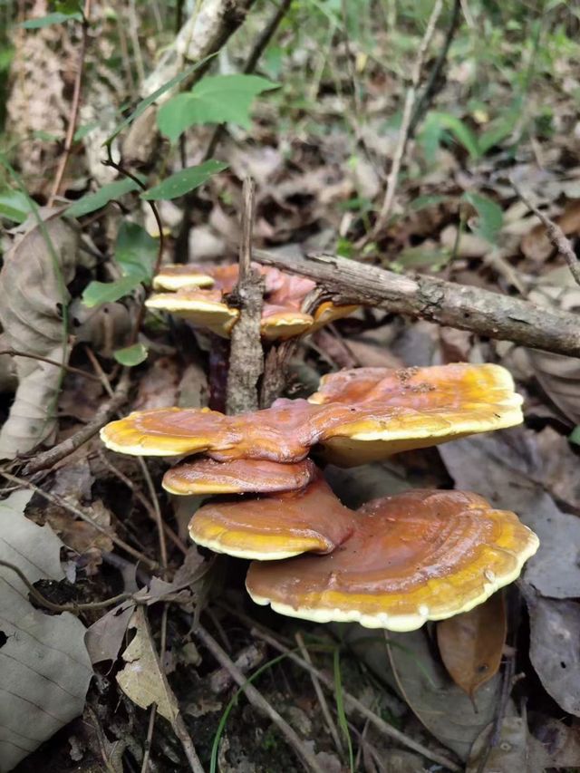 Lingzhi Mushrooms