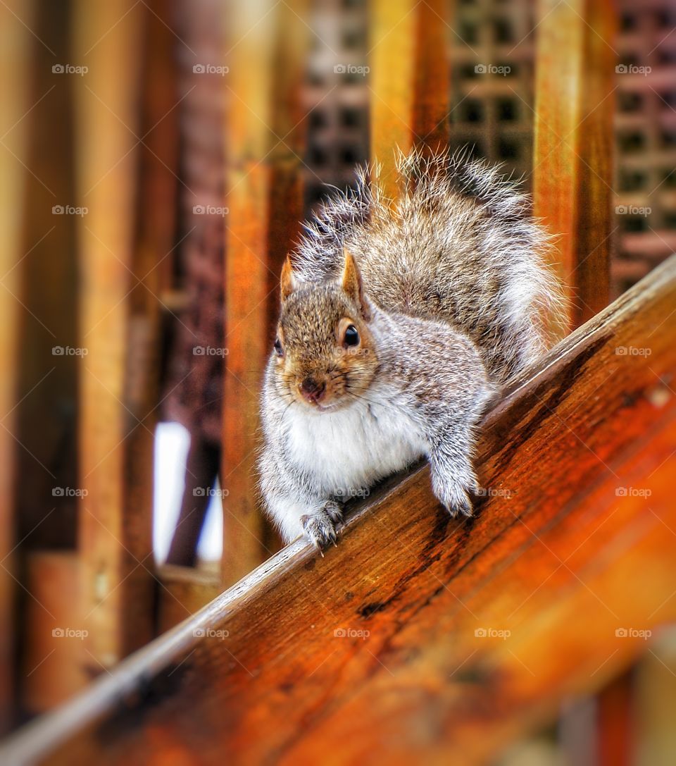 Close-up of cute squirrel
