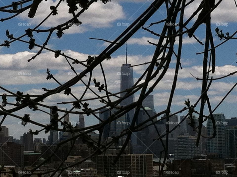 New World Trade Center manhattan thru tree