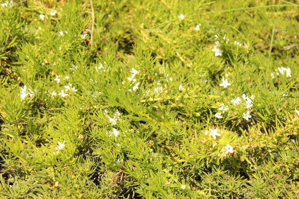 Flora, Nature, Leaf, Garden, Summer