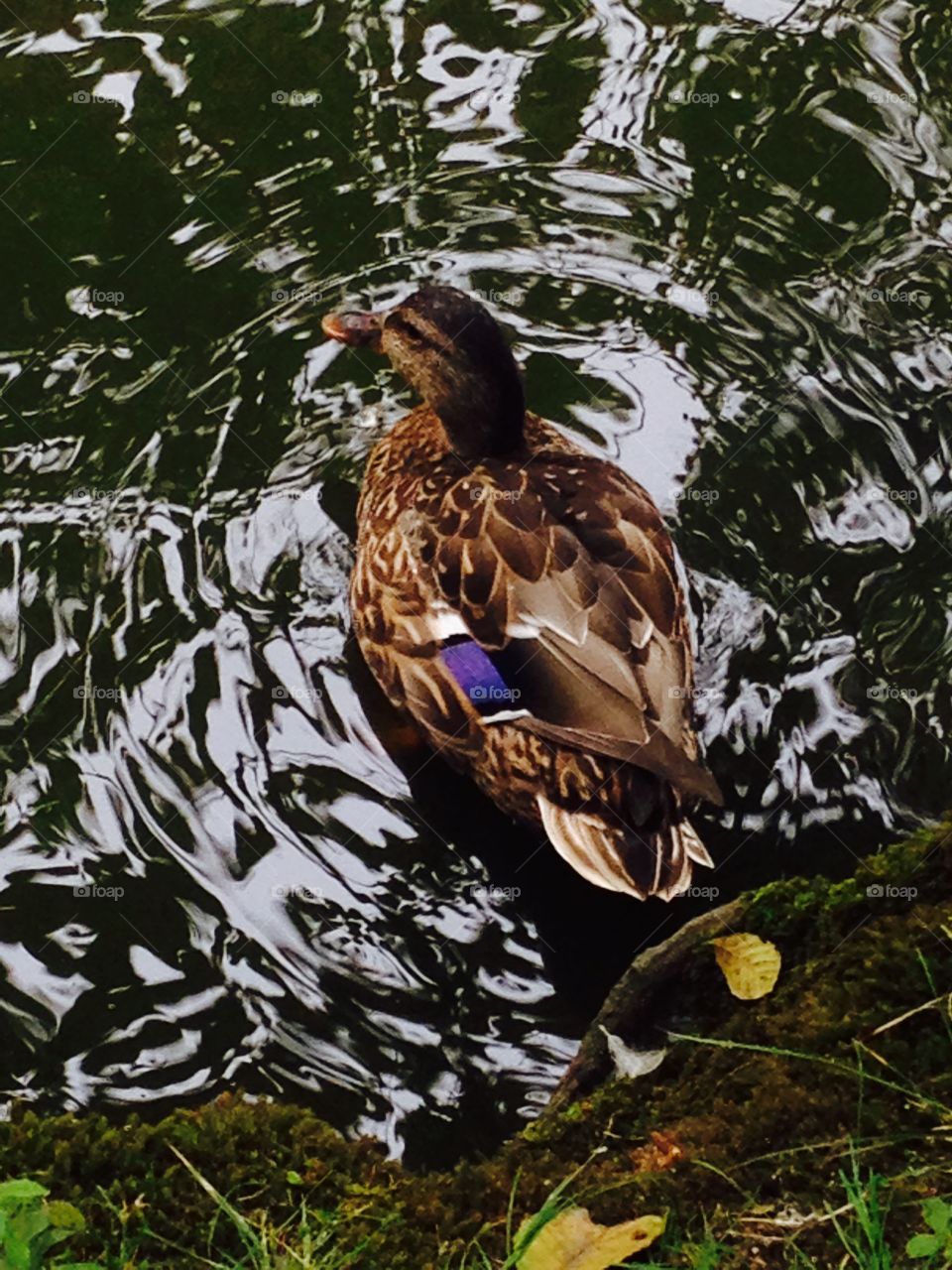 Beautiful duck swimming with one purple feather💜