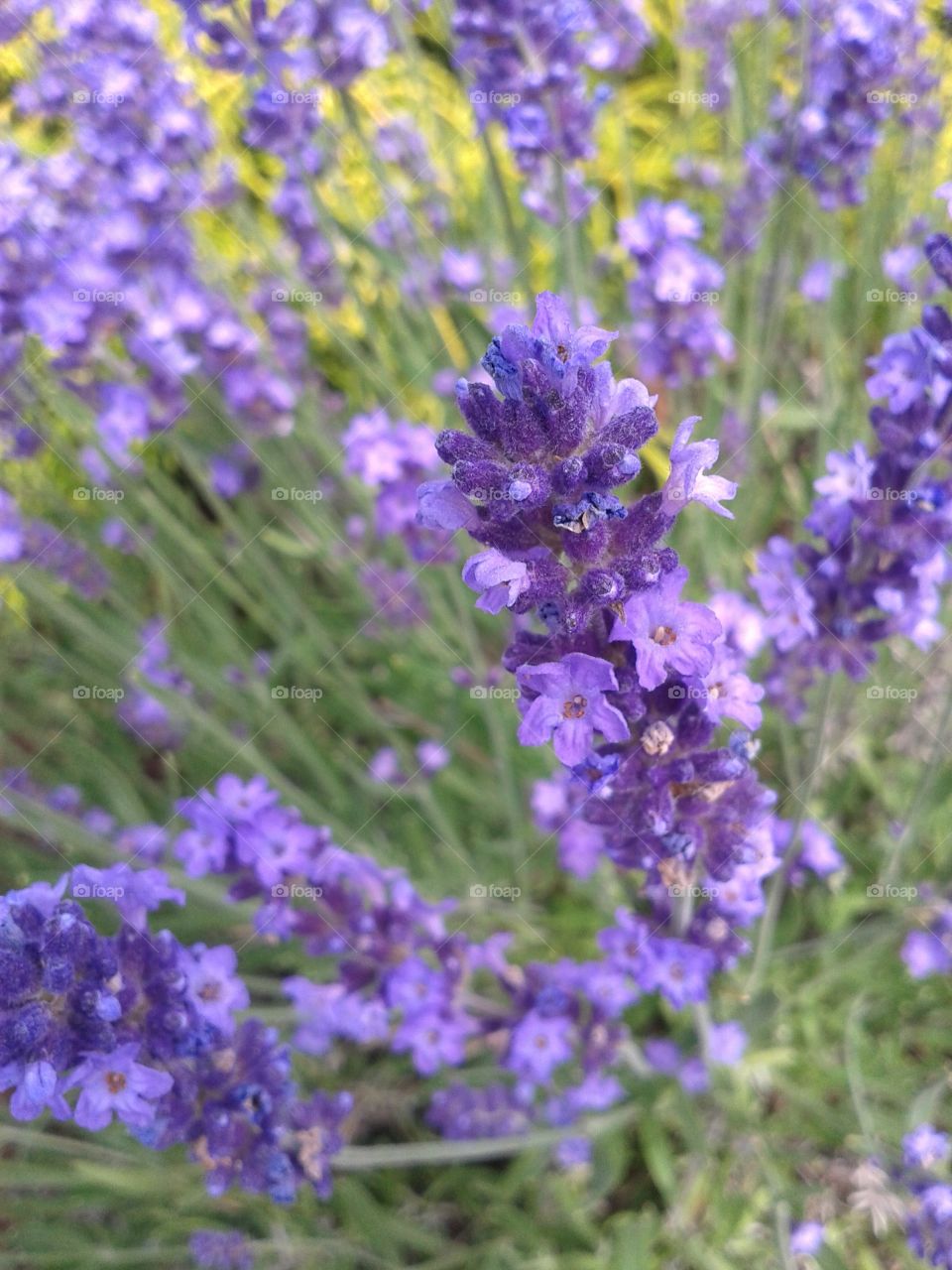Lavender spikes. Behind every bloom is a secret love from days gone by.