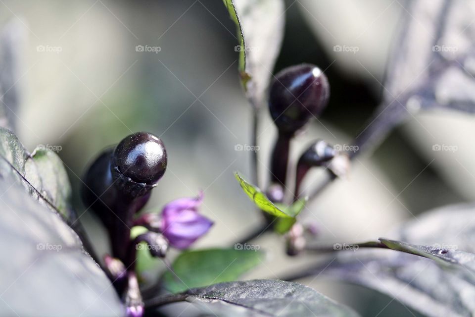 Hot black round peppers