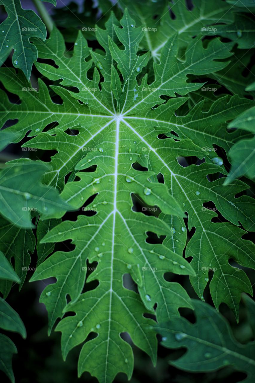 papayas leaf