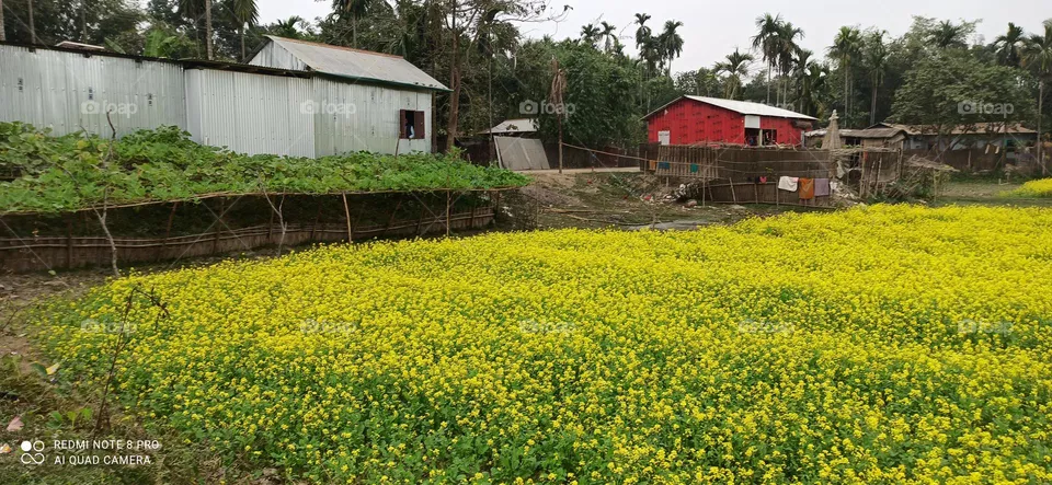 South Salmara mustard field
