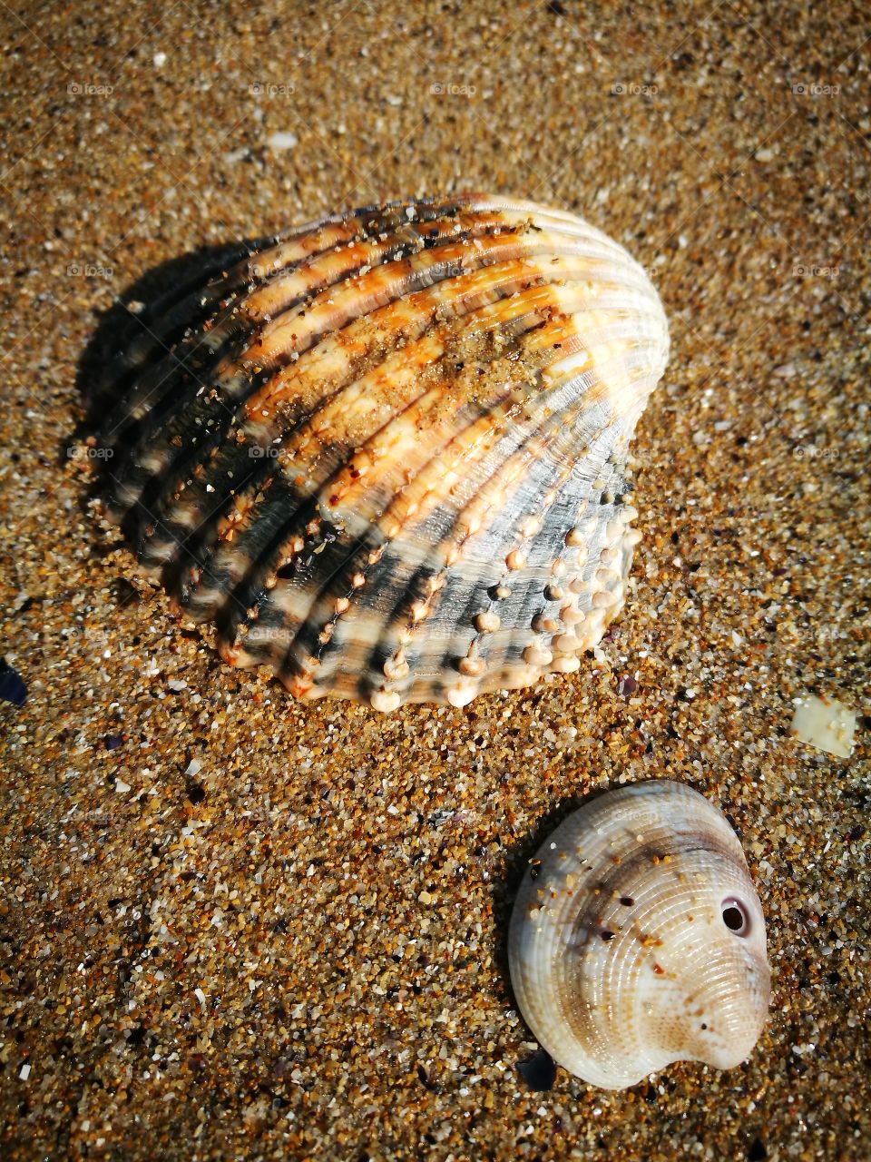 shell