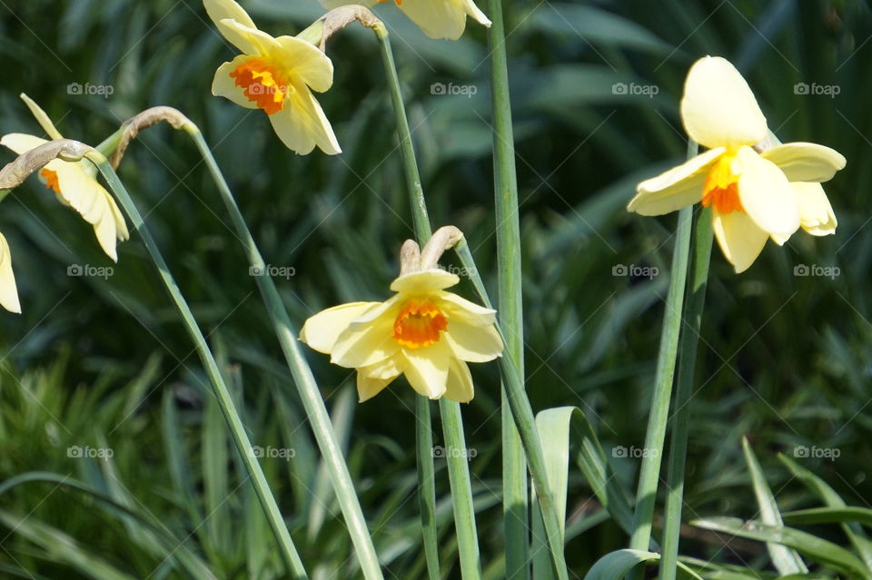 daffodils