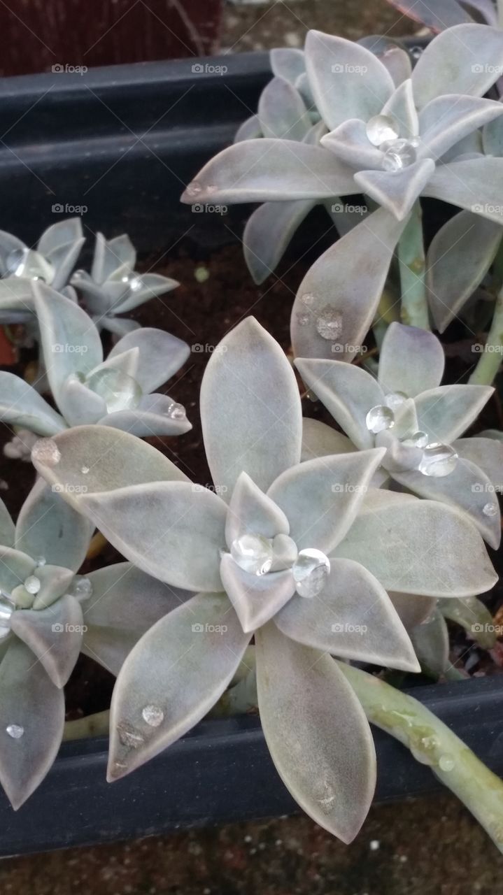 Elevated view of waterdops on plant