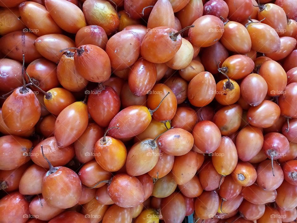 typical tree tomate fruit in Colombia