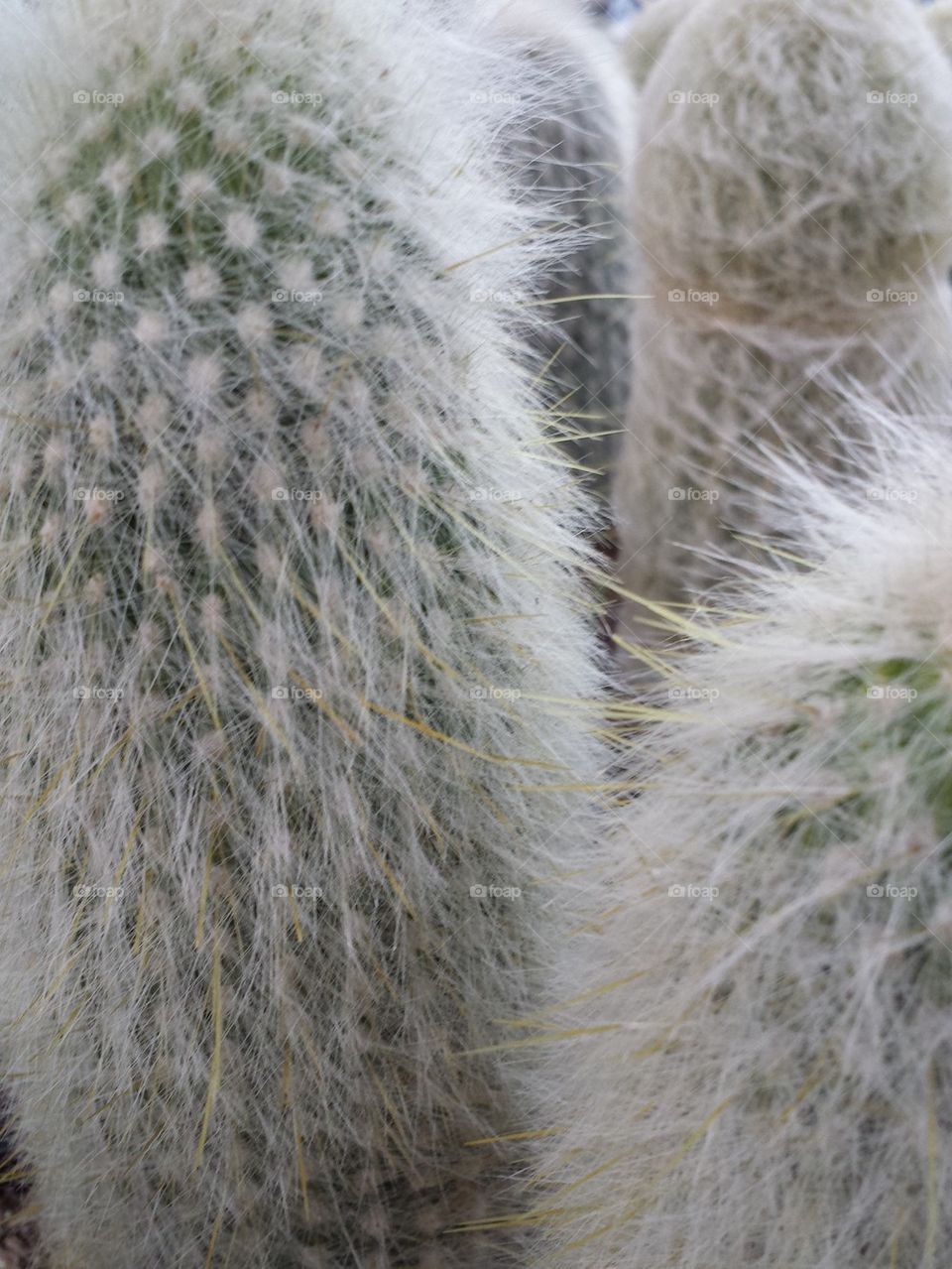 Furry Cactus