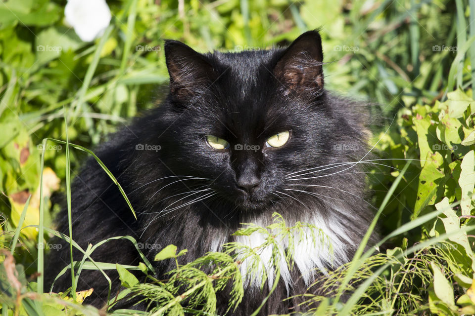 Portrait of a cat in grass