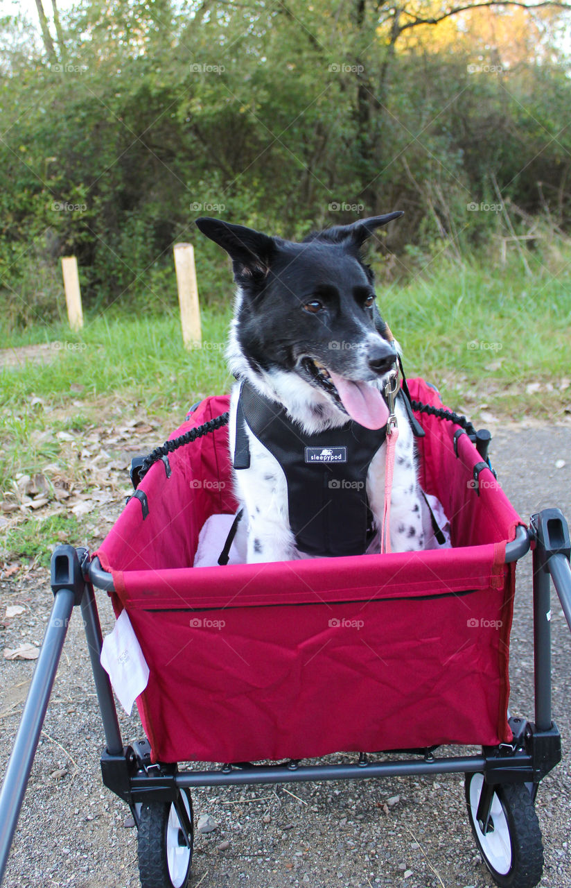 Senior dog being pulled in a cart through the woods