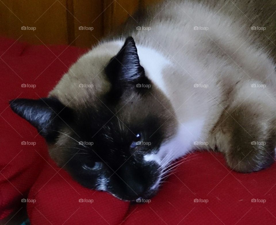 Biscuit the Cat. Blue Point Siamese Crossed with a Snow Cat