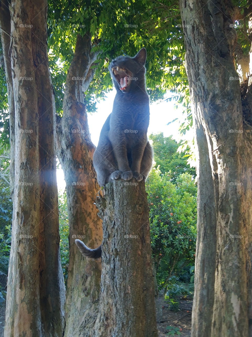 gray cat yawning in a tree