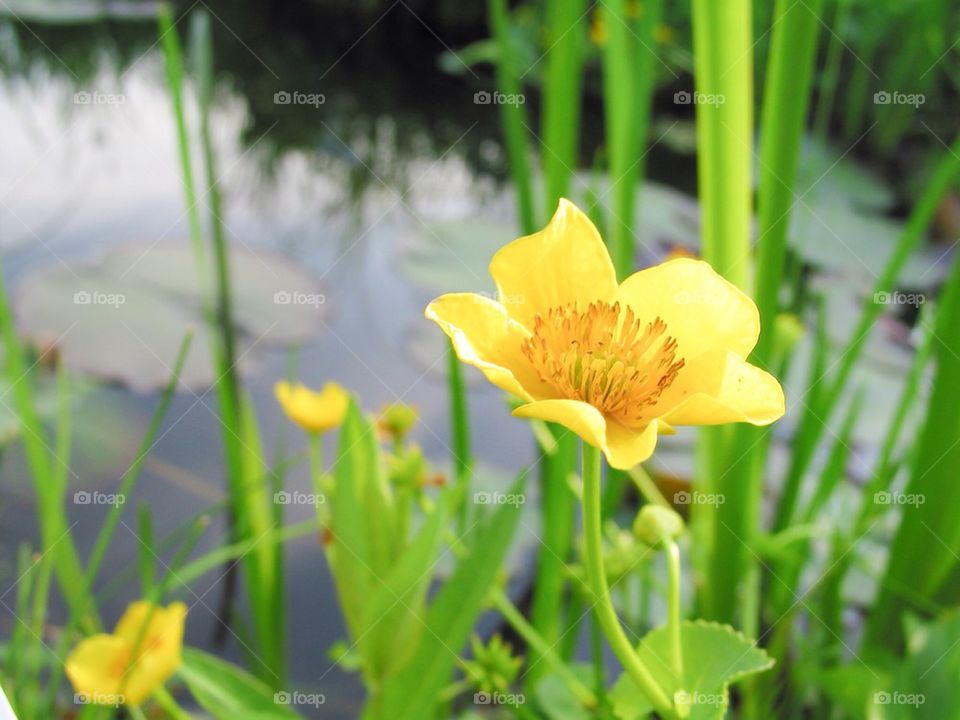 yellow nobody horizontal outdoors by przemekklos