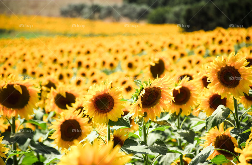 Sunflowers Plantation Blooming Field

