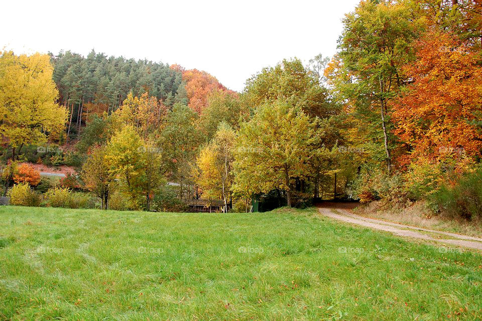 Fall foliage in the Eifel region of Germany.  
