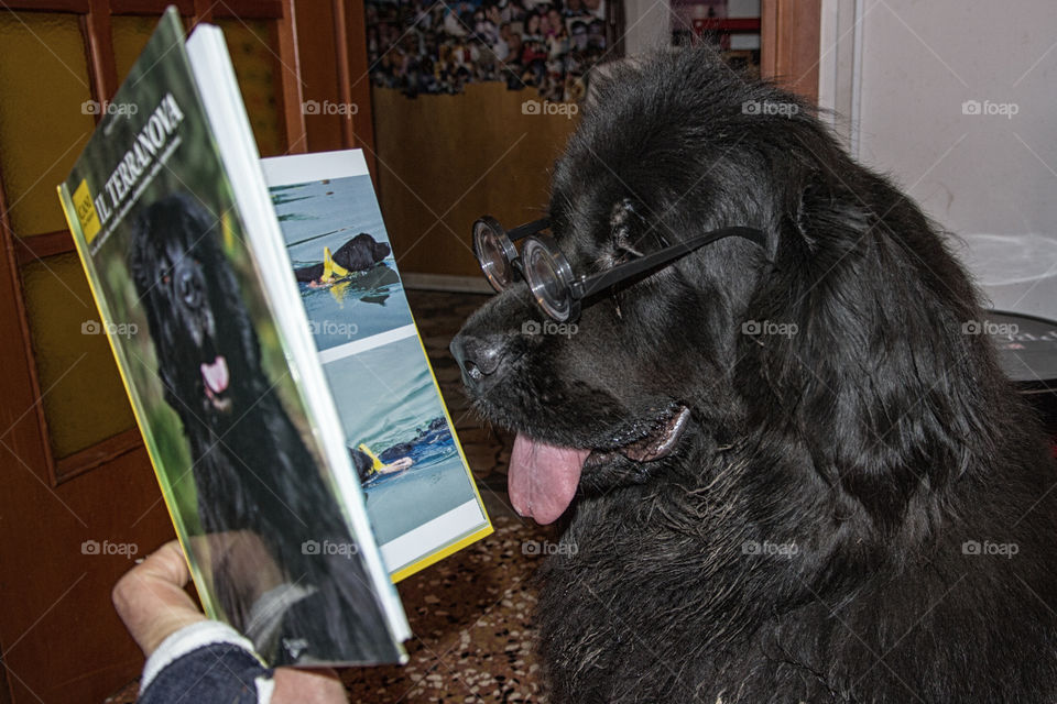 Dog wearing eyeglasses