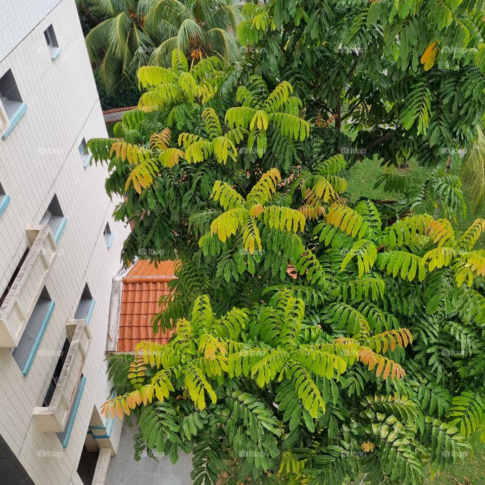 Tempinis tree at Pasir Ris HDB flat