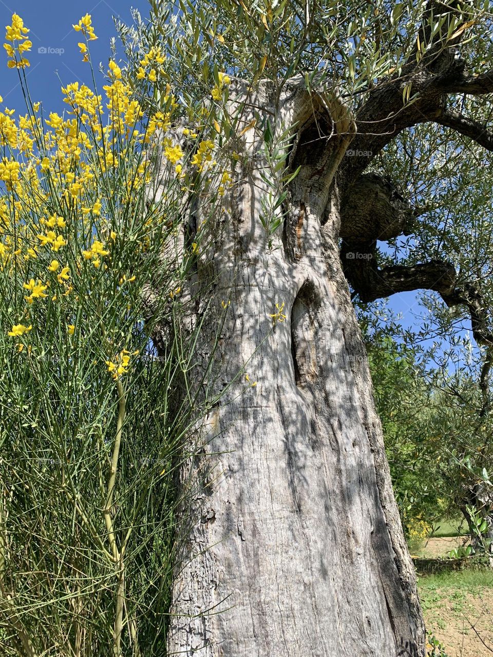 A broom lovingly envelops, as if to protect it, an old olive tree injured by lightning