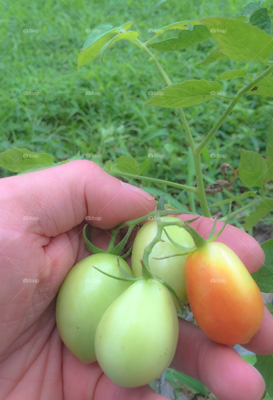 A handful of tomatoes