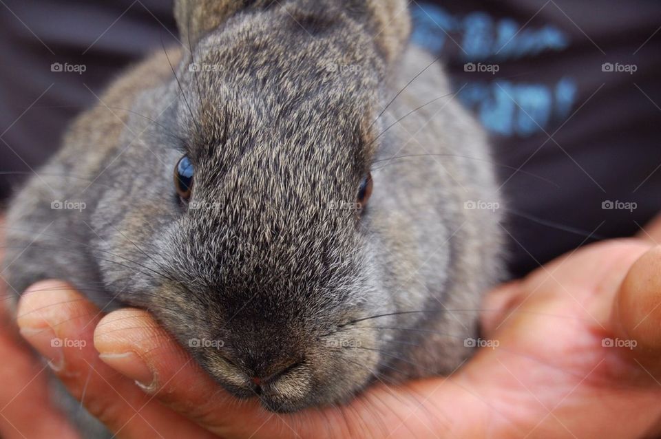 nature animal cute hand by Petalskull