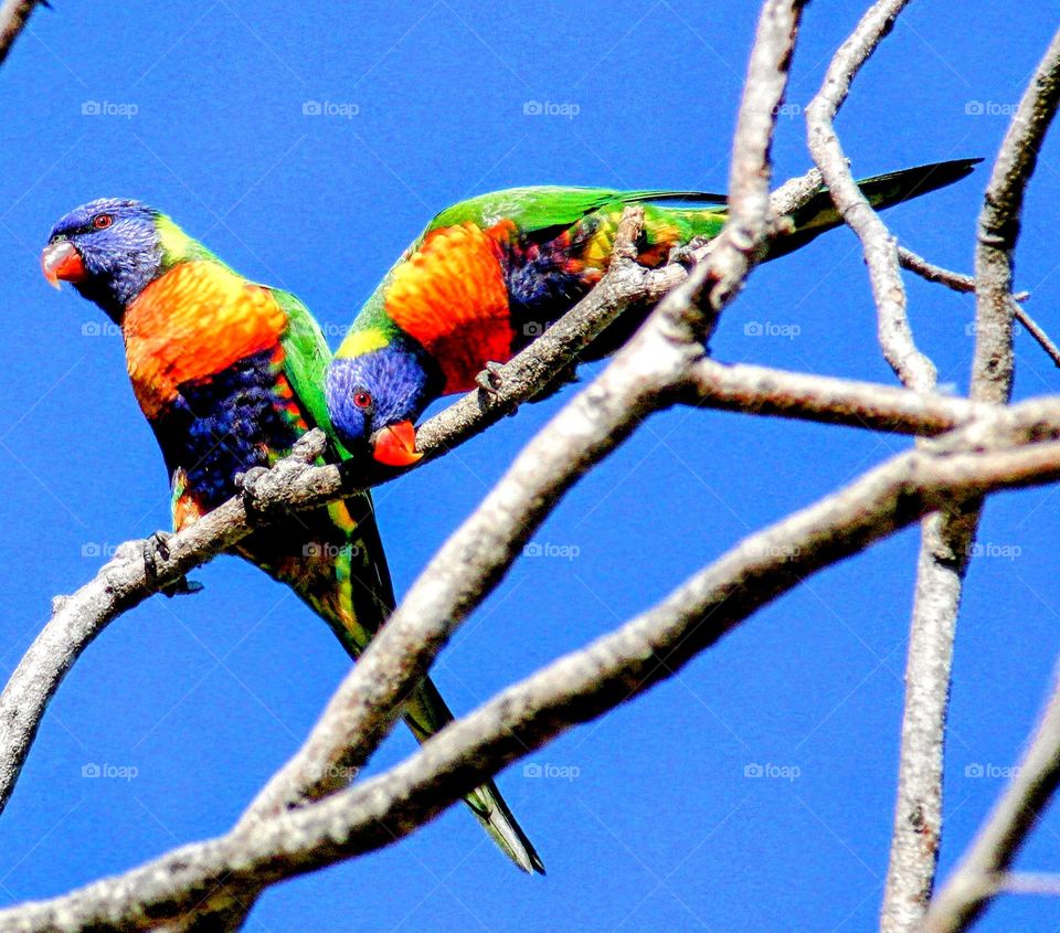 Rainbow Lorikeets 🌈