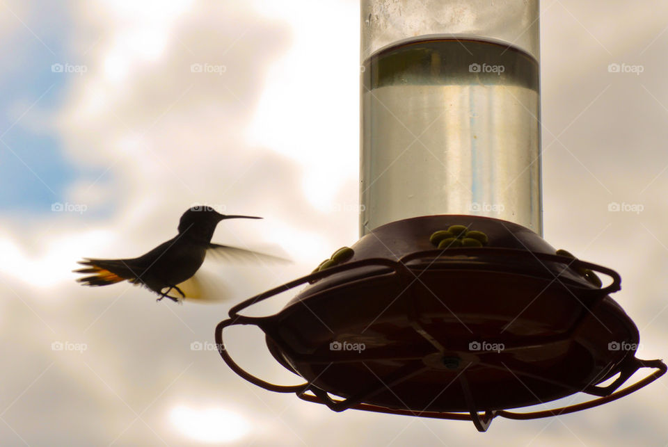 flying bird fly wings by refocusphoto