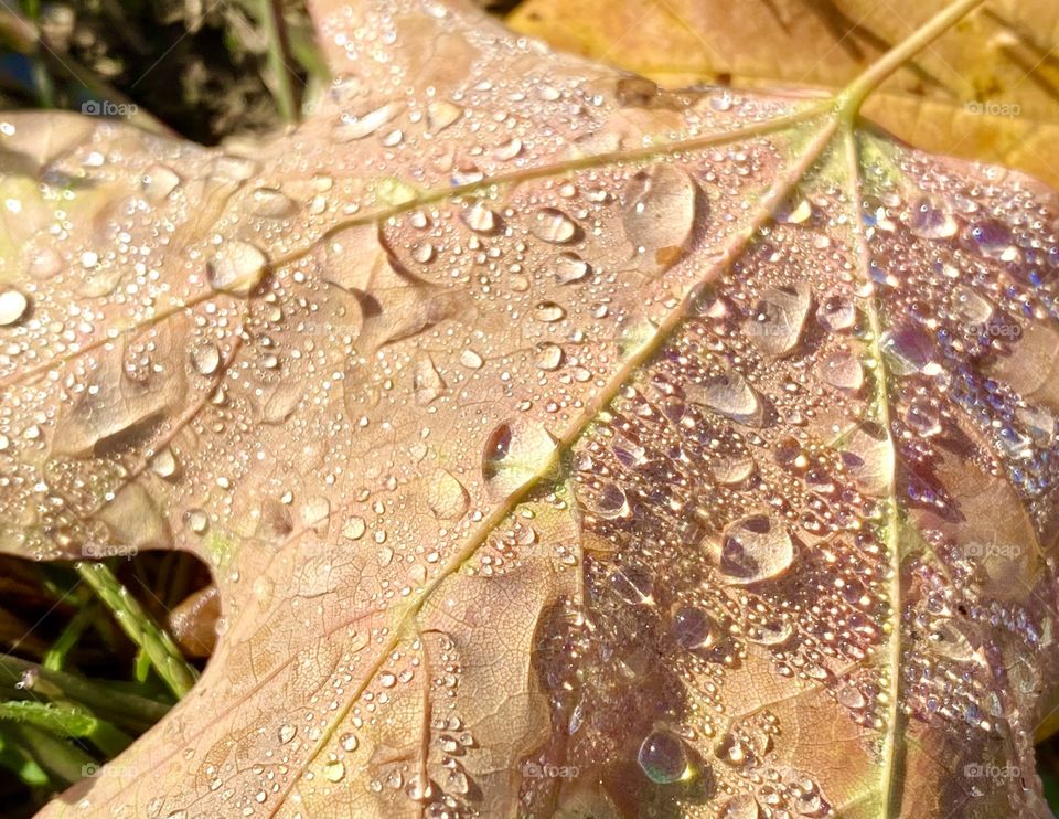 Autumn leaf with rain drops on it