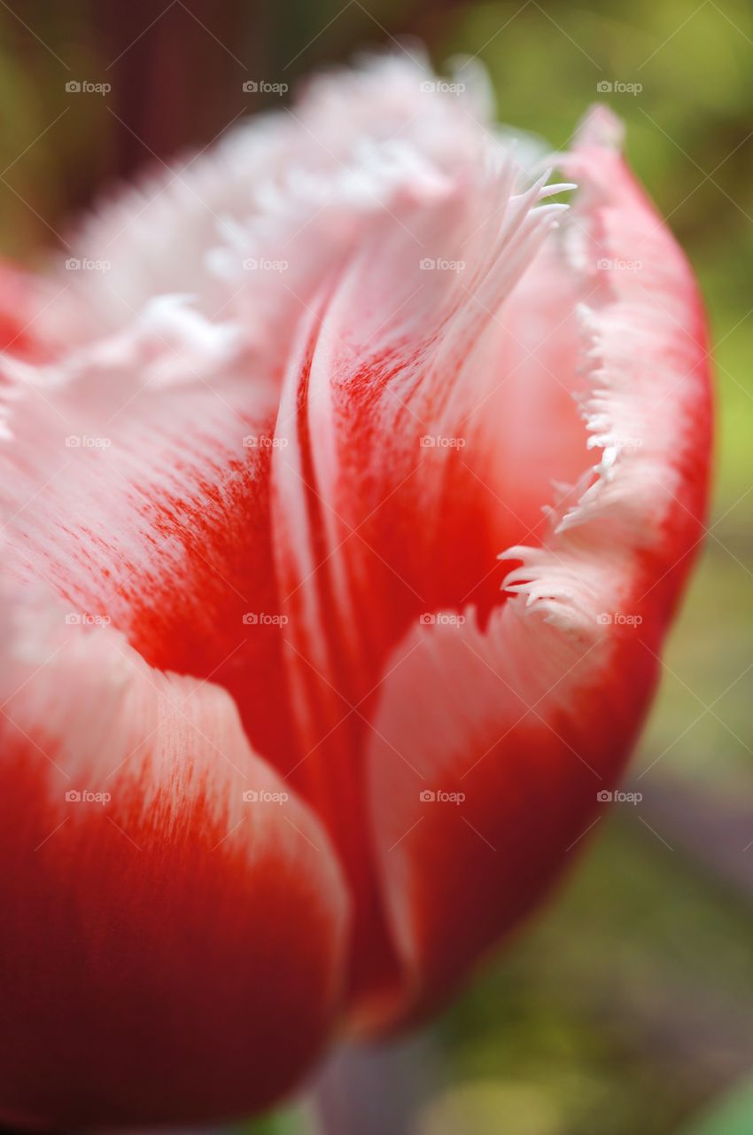 Close-up of tulip petals