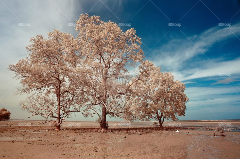 tree at tanjung beach