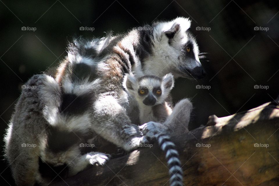 lemur.