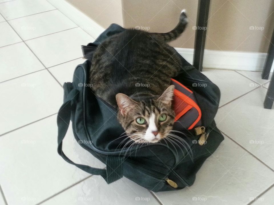 traveling cat in a bag