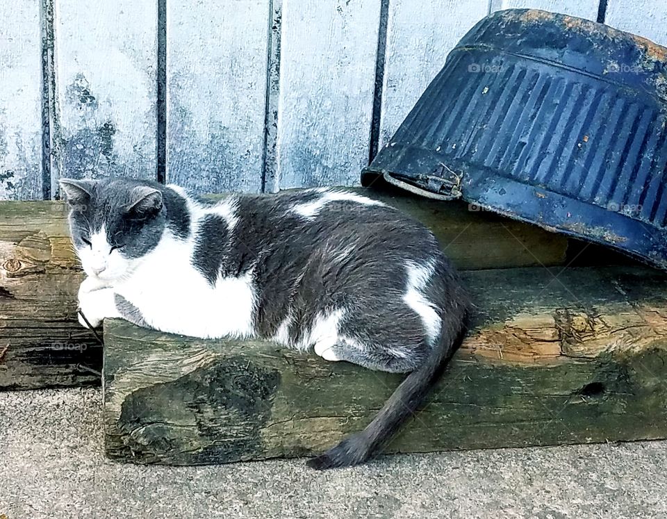 Charlie relaxing in the sun