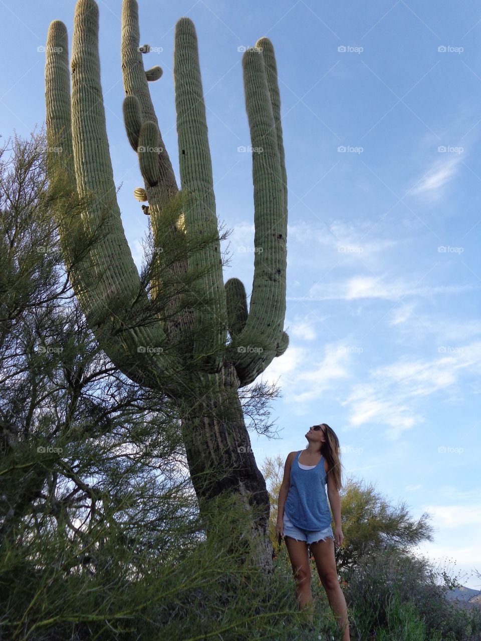 AZ. Giant cactus