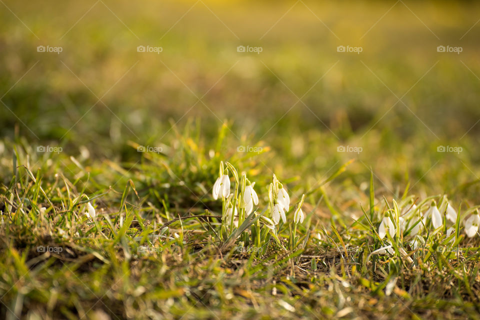 Close-up of snow drops