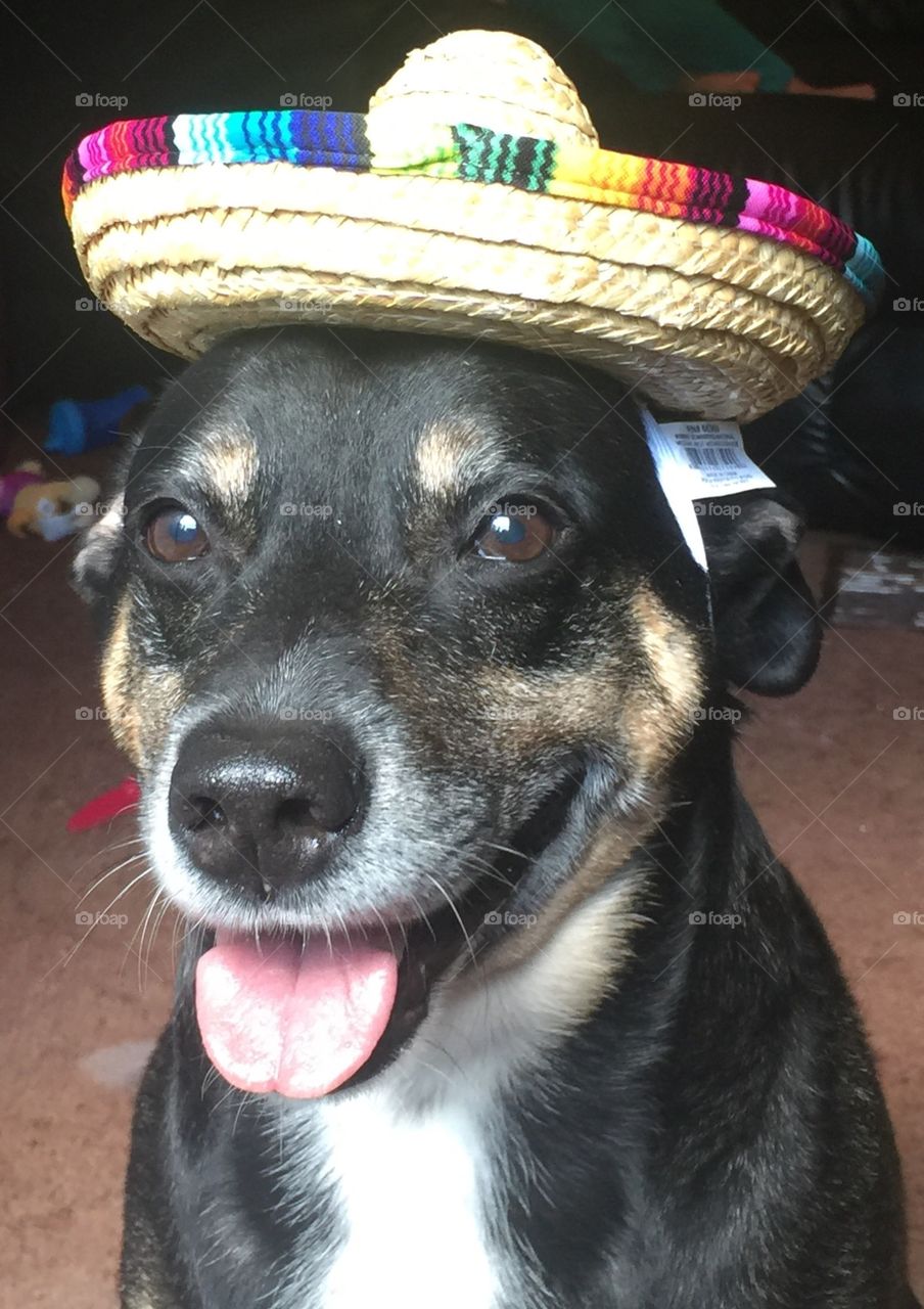 Just a sweet girl wearing a sombrero! 