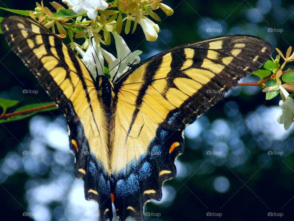 A rare still moment with this pretty butterfly!