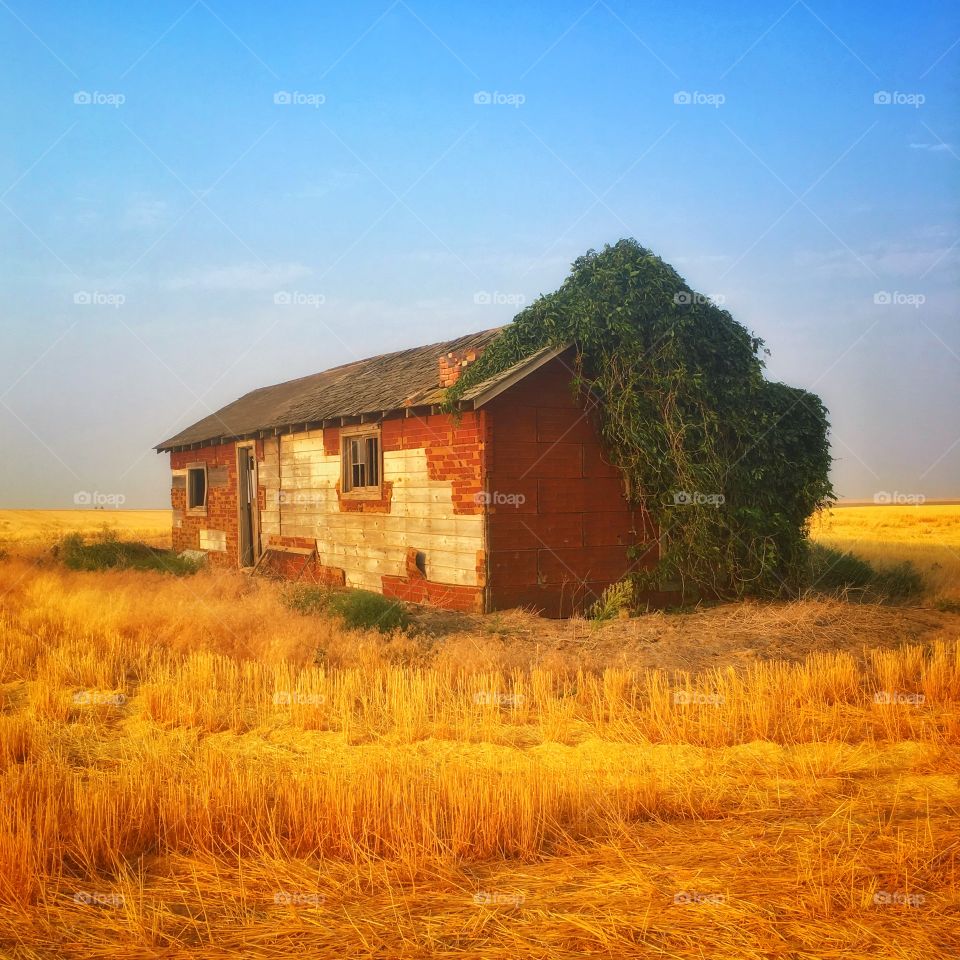 Old Abandoned House in Wheat Field