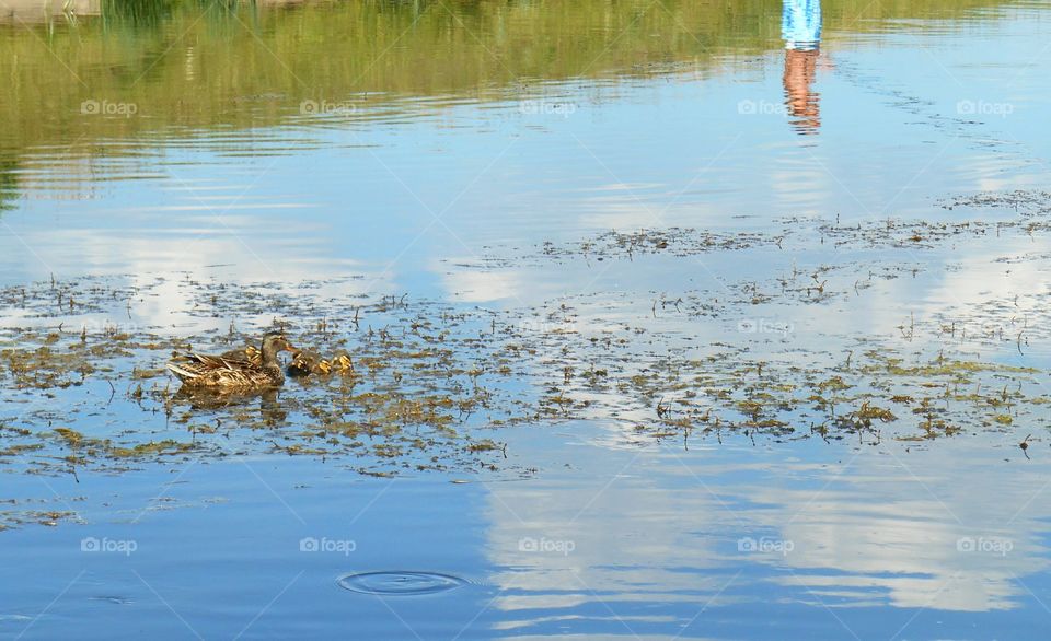 Water, Reflection, Pool, Lake, Duck