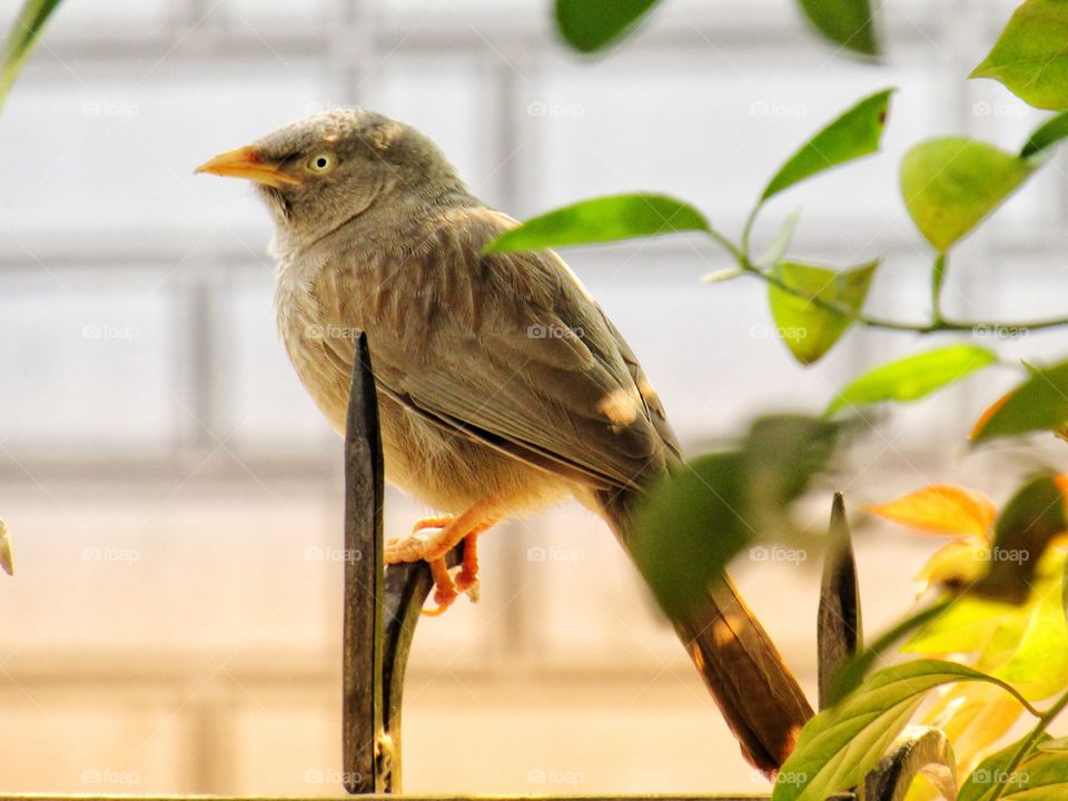 Jungle babbler bird or (Turdoides striata) or beautiful seven sisters or angry bird