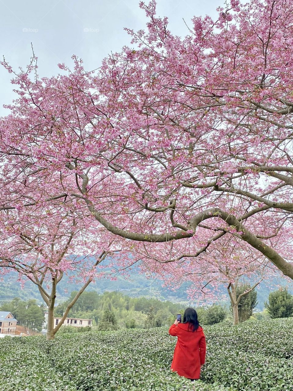 Cherry blossoms 