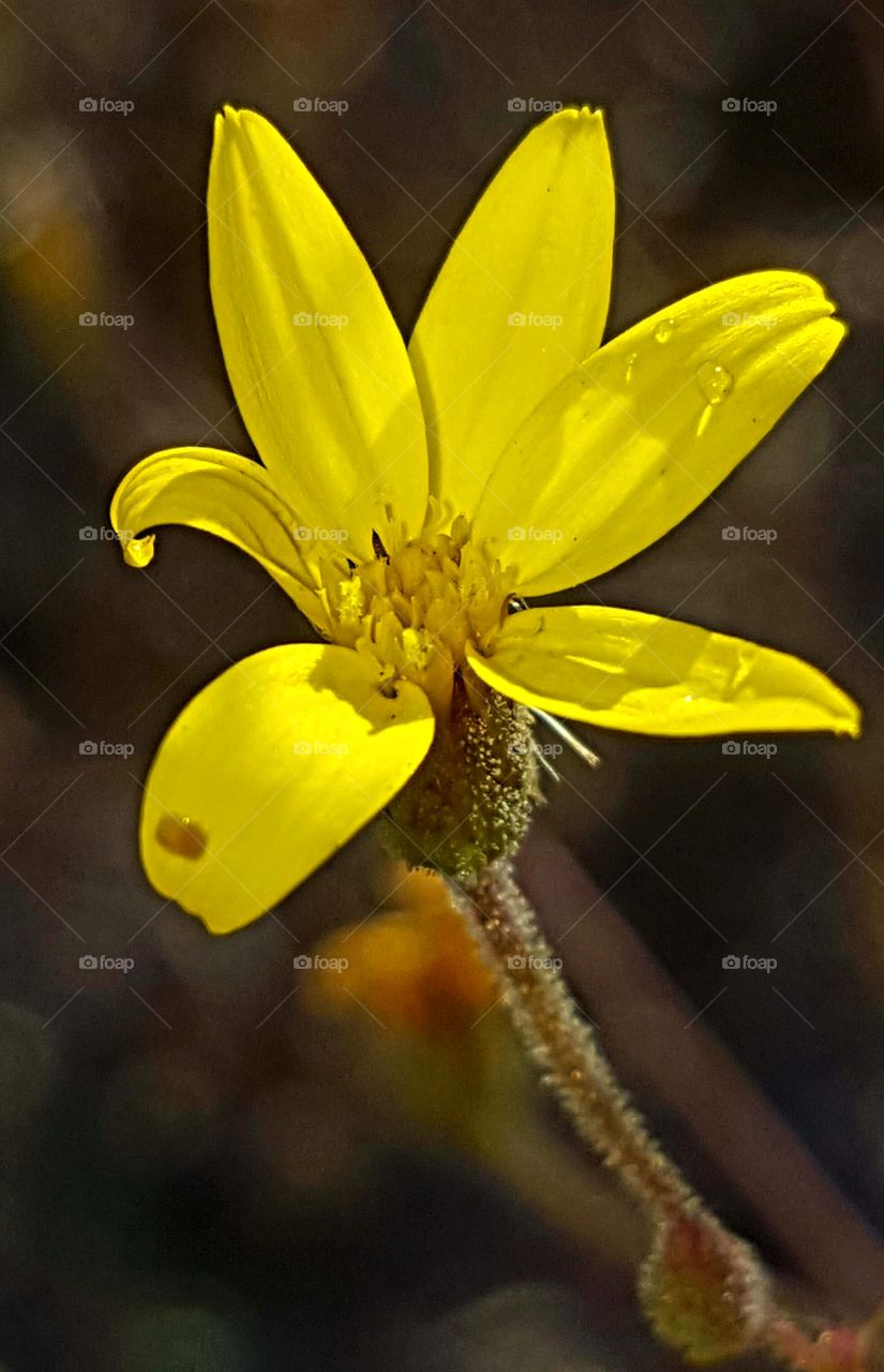 Flower, Nature, No Person, Flora, Leaf