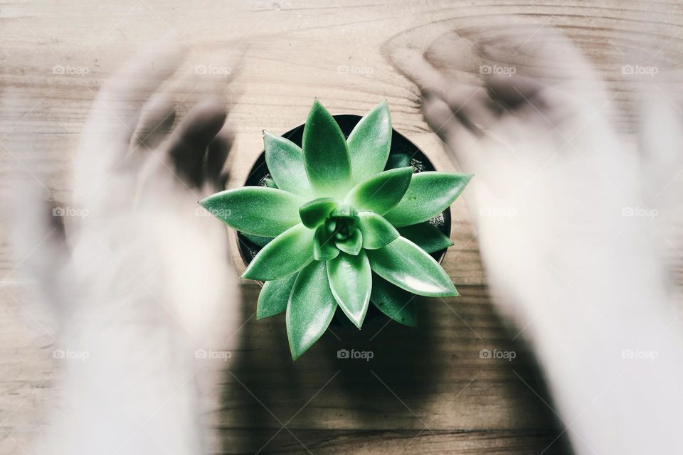 Closeup of succulent with hands in motion