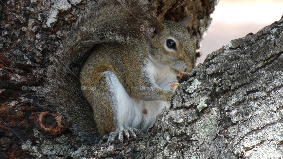 cute squirrel eating a freshly roasted peanut in a mahogany tree