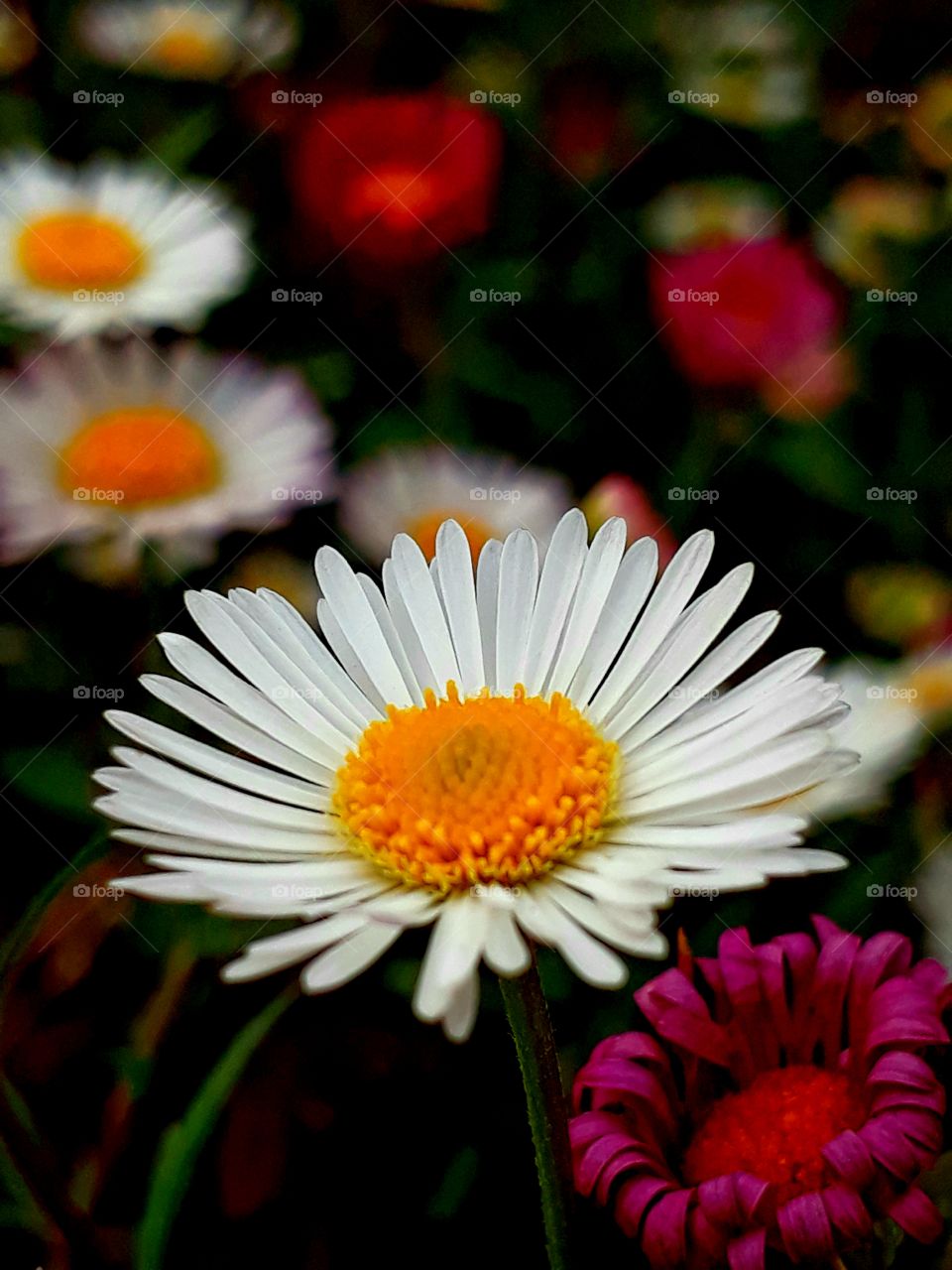 Flower photography