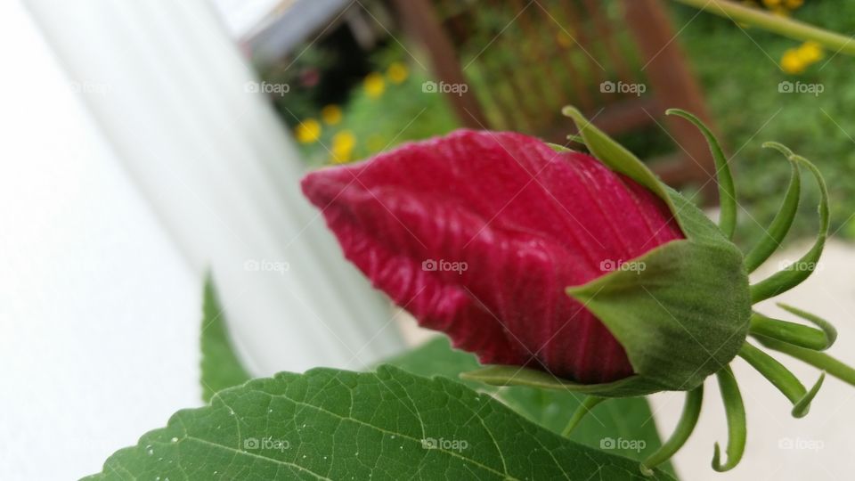 hibiscus bud