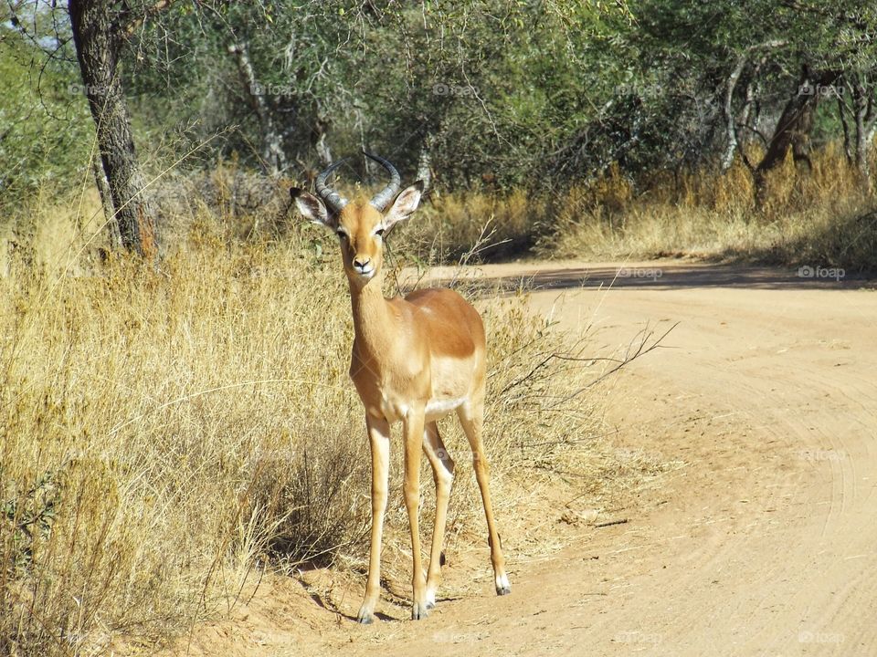 Springbok