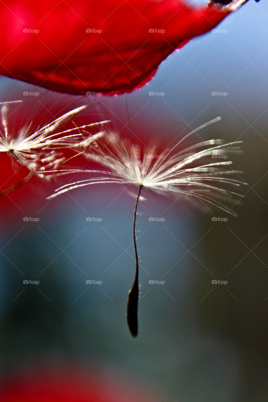 Make a wish. Blowing the dandelions while making a wish